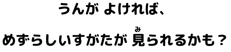 うんがよければ、めずらしいすがたが見られるかも？